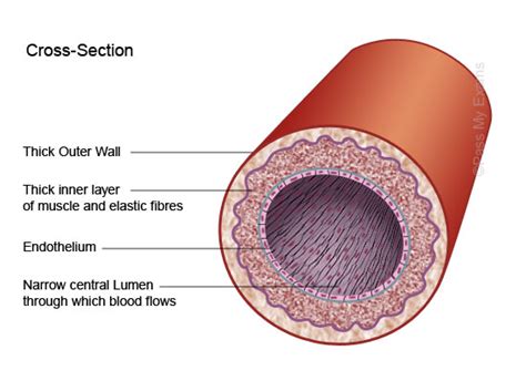 Arteries Veins And Capillaries Revision Notes In A Level And Ib Health And Social Care Get