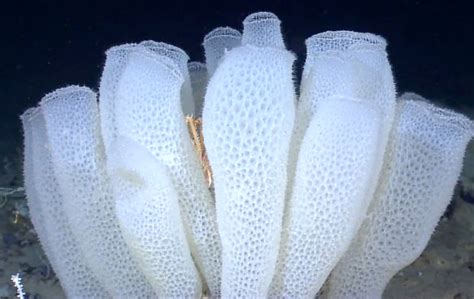 Glass Sponge Reef Northwest Wildlife Preservation Society