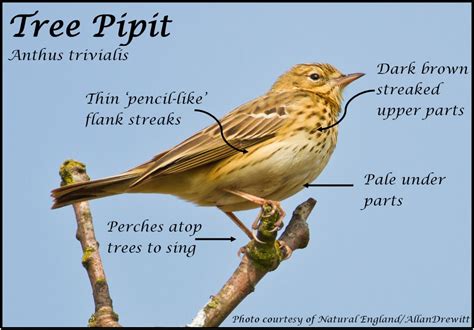 Birding Beginnings Parachuting Pipits Thames Basin Heaths