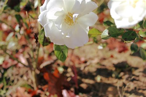 Still Blooming In November Cathie Cribb Flickr