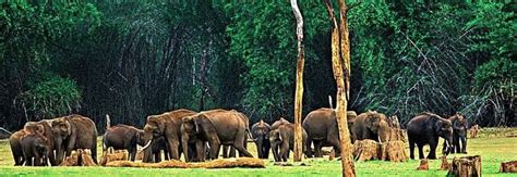 Wildlife of Kerala - Alchetron, The Free Social Encyclopedia