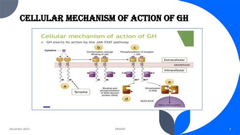 Molecular And Cellular Mechanism Of Action Of Hormones Like Growth