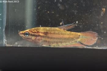 Trichopsis Vittata Croaking Gourami Trichopus Striatus Trichopsis