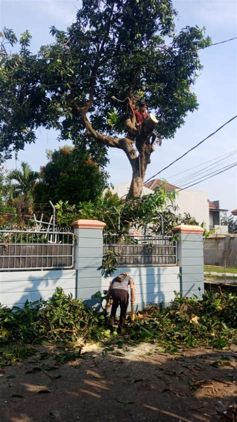 Jasa Tebang Pohon Termurah Kota Jambi Tukang Tebang Pohon Terpercaya Di