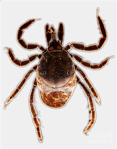 Deer Tick Photograph By David M Phillips Fine Art America