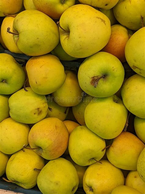 Ma S De Damascos E De Frutos Suculentos Lindos E Maduros Damascos