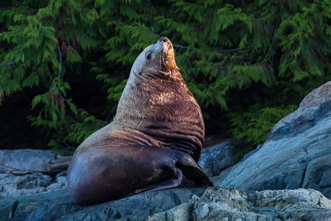 Seal Supper Do Sea Lions Eat Seals Marinepatch