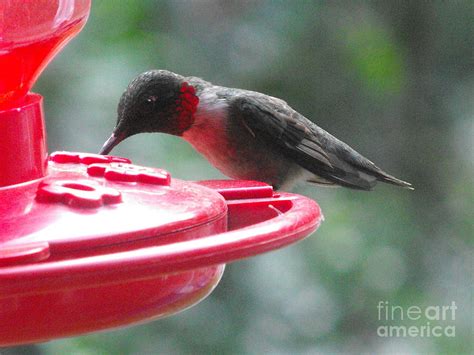 Hummingbird Feeding Photograph by April Robert - Fine Art America