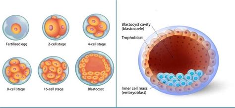 What is a blastocyst? Why is blastocyst transfer so successful?