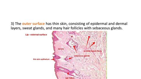 Oral cavity Histology | PPT