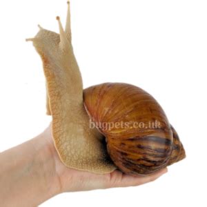 Giant Land Snails Next Day Uk Delivery Bug Pets Ltd Ltd