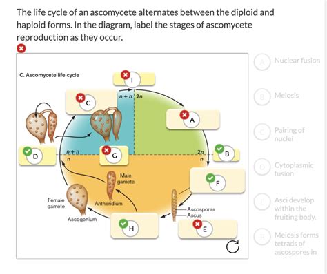 Solved The Life Cycle Of An Ascomycete Alternates Between