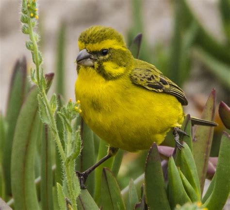 Yellow Canary - Owen Deutsch Photography