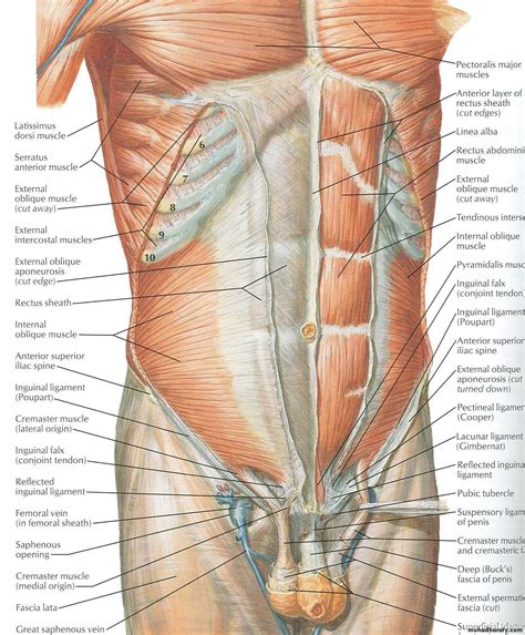 What Is The Abdominal Wall With Pictures Images And Photos Finder