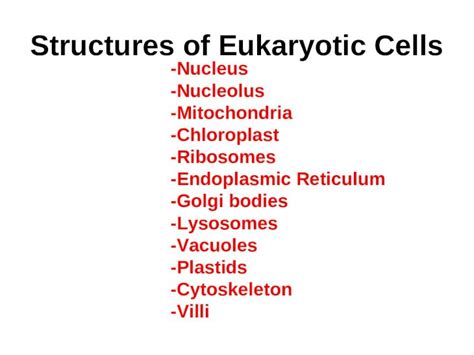 Ppt Structures Of Eukaryotic Cells Nucleus Nucleolus Mitochondria