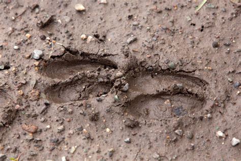 Deer Track Pics Stock Photos Pictures And Royalty Free Images Istock