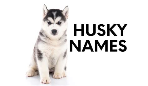 Husky Names: 450+ Perfect Names For Your Snow Dog