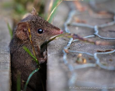 Endangered HeHo and antechinus « lirralirra