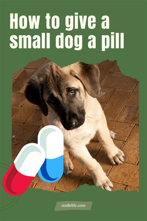 How To Give A Small Dog A Pill Easily How To Guide Oodle Life