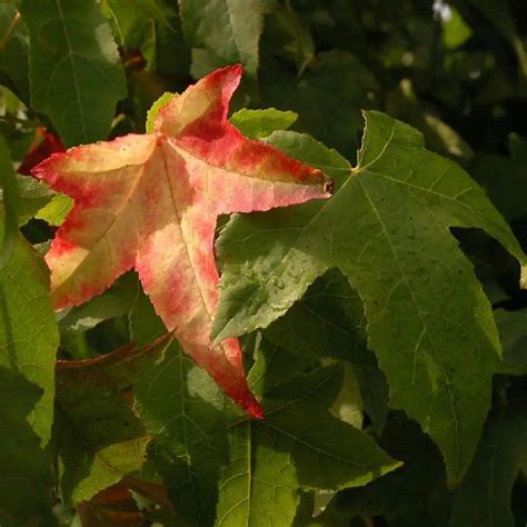 Liquidambar Styraciflua Lane Roberts Copalme D Am Rique