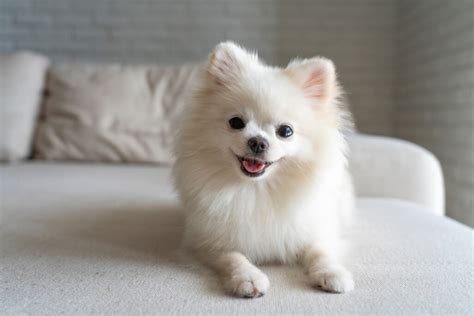 Nombres Para Perros Pomerania Nombre Para Perros