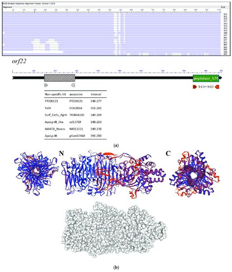 Molecular Properties Of The Tail Fiber Protein Coded By Orf22 Of Phage