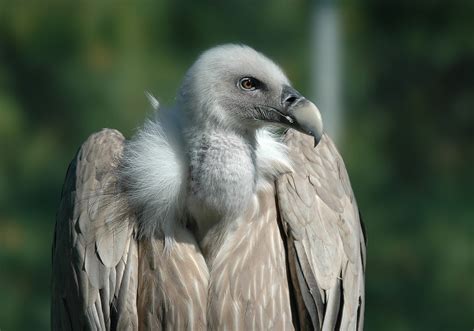 Himalayan Griffon The Largest Gyps Vulture - Treks and Trails India