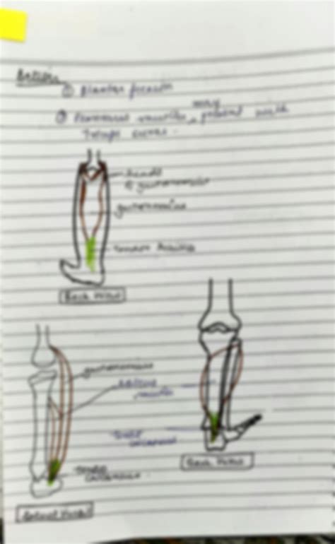 SOLUTION: Triceps surae - Studypool