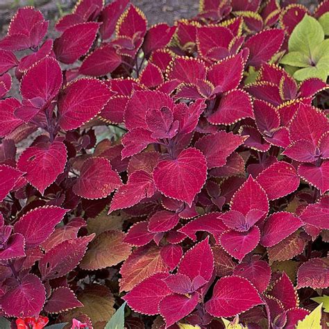 Coleus Ruby Slipper White Flower Farm