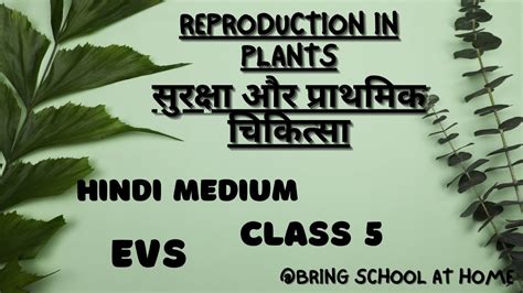 Reproduction In Plants Class 5 Evs Hindi Medium Youtube