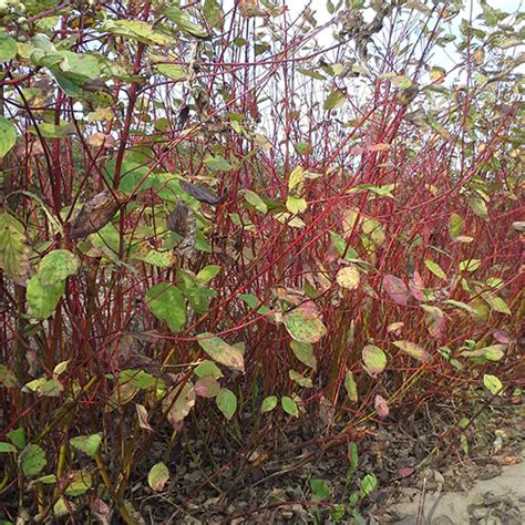 Red Osier Dogwood 2 Gallon Ferguson Tree Nursery