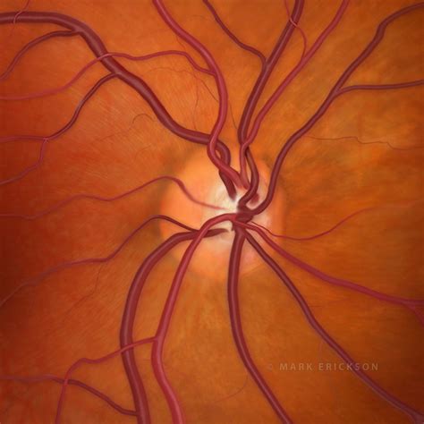 Optic nerve anatomy medical anatomical illustration