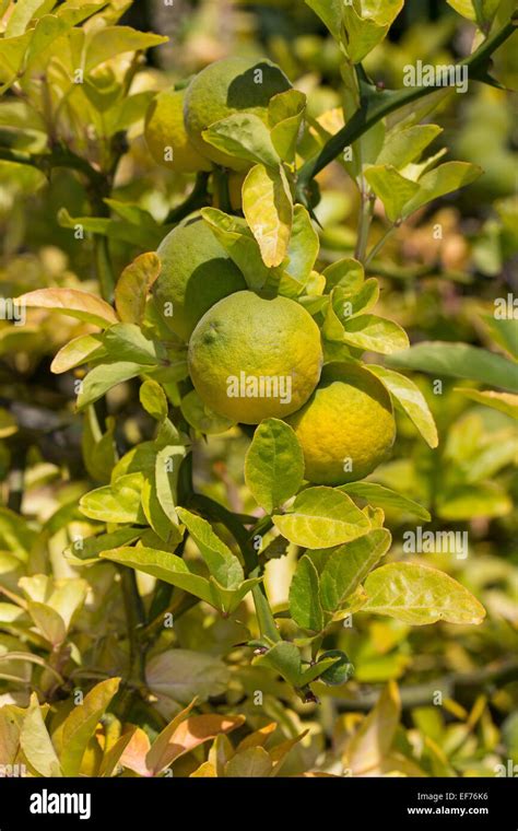 Trifoliate Orange Fruit Bitter Orange Bitterorange Fr Chte