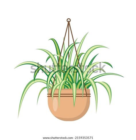 Spider Plant Hanging: Over 174 Royalty-Free Licensable Stock ...