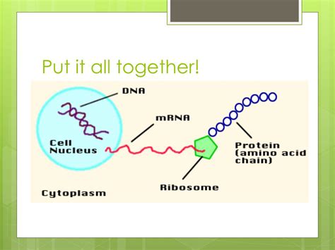 Ppt Dna Replication Transcription Translation Powerpoint Presentation Id3390916