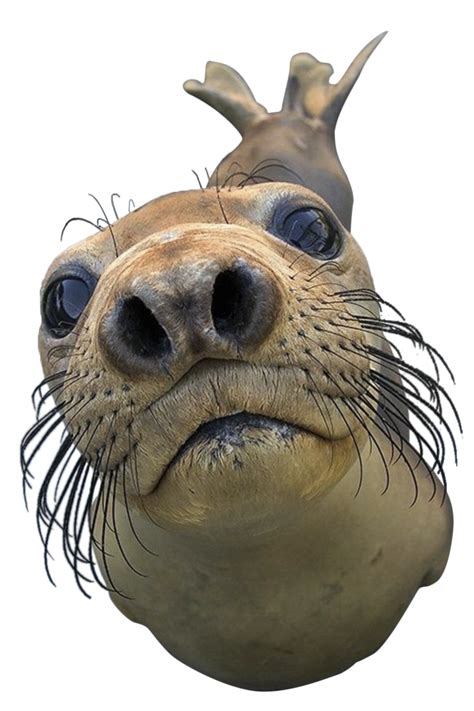 Collection of Seal Animal PNG. | PlusPNG