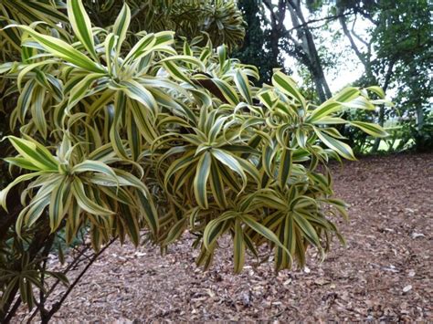 Todo Lo Que Necesitas Saber Sobre La Dracaena Cuidados Y Beneficios De