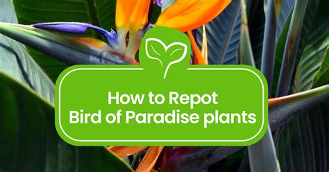 How to Repot Bird of Paradise plants: A Step-by-Step Guide - Plant ...