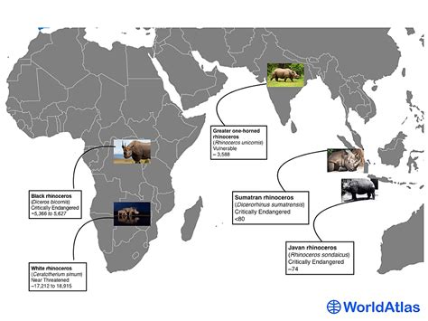 The 5 Species Of Rhinos Worldatlas