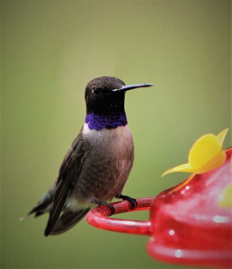 Rainbow Flyers: Brilliant Hummingbird Colors - Birds and Blooms