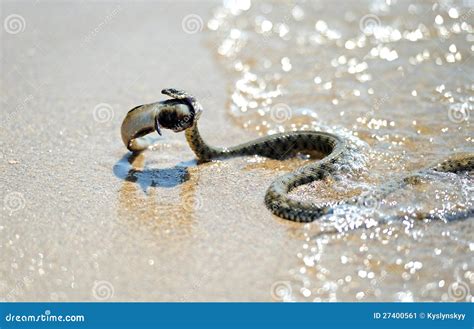 Serpent venimeux image stock. Image du habitat, poissons - 27400561