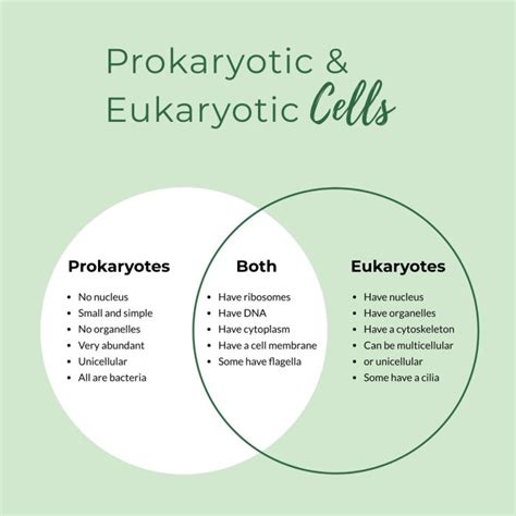 Prokaryotic Cells Vs Eukaryotic Cells Worksheet Brisa