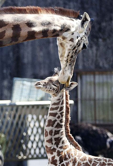 マサイキリン雌の赤ちゃん 国内9頭目、宮崎の動物園 産経ニュース