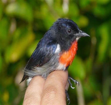 New Bird Species Discovered in Indonesia | Yorker Press