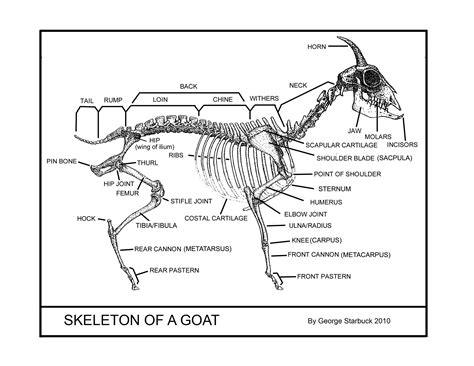 Fainting Goat Guild Fgg Goat Anatomy