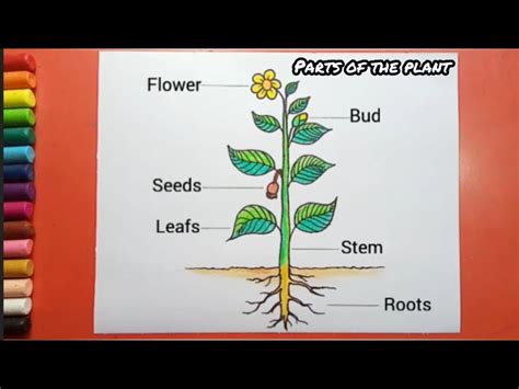 Plant Drawings For Kids