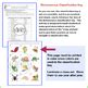 Dichotomous Classification Key Activity By Amy Brown Science Tpt