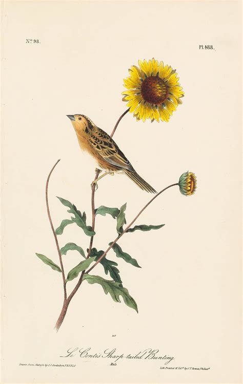 Audubon Octavo Pl 488 Le Contis Sharp Tailed Bunting By Oppenheimer