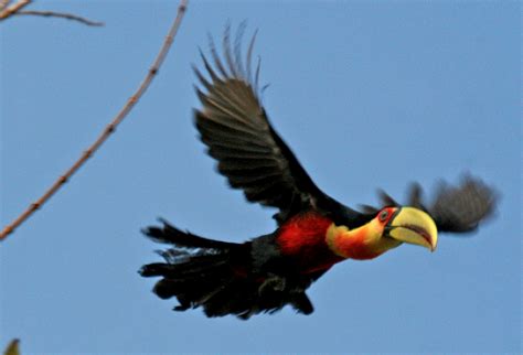 Red-breasted Toucan Delight | Featured Creature