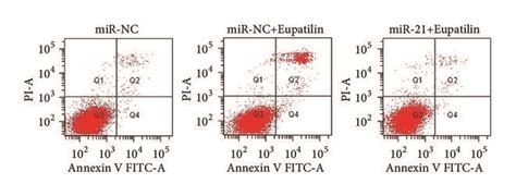 MiR 21 Overexpression Suppresses Eupatilin Induced Apoptosis And